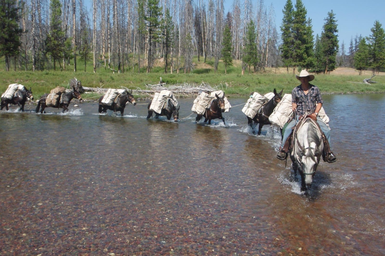 An outfitter leads a pack string across a river in the Montana backcountry