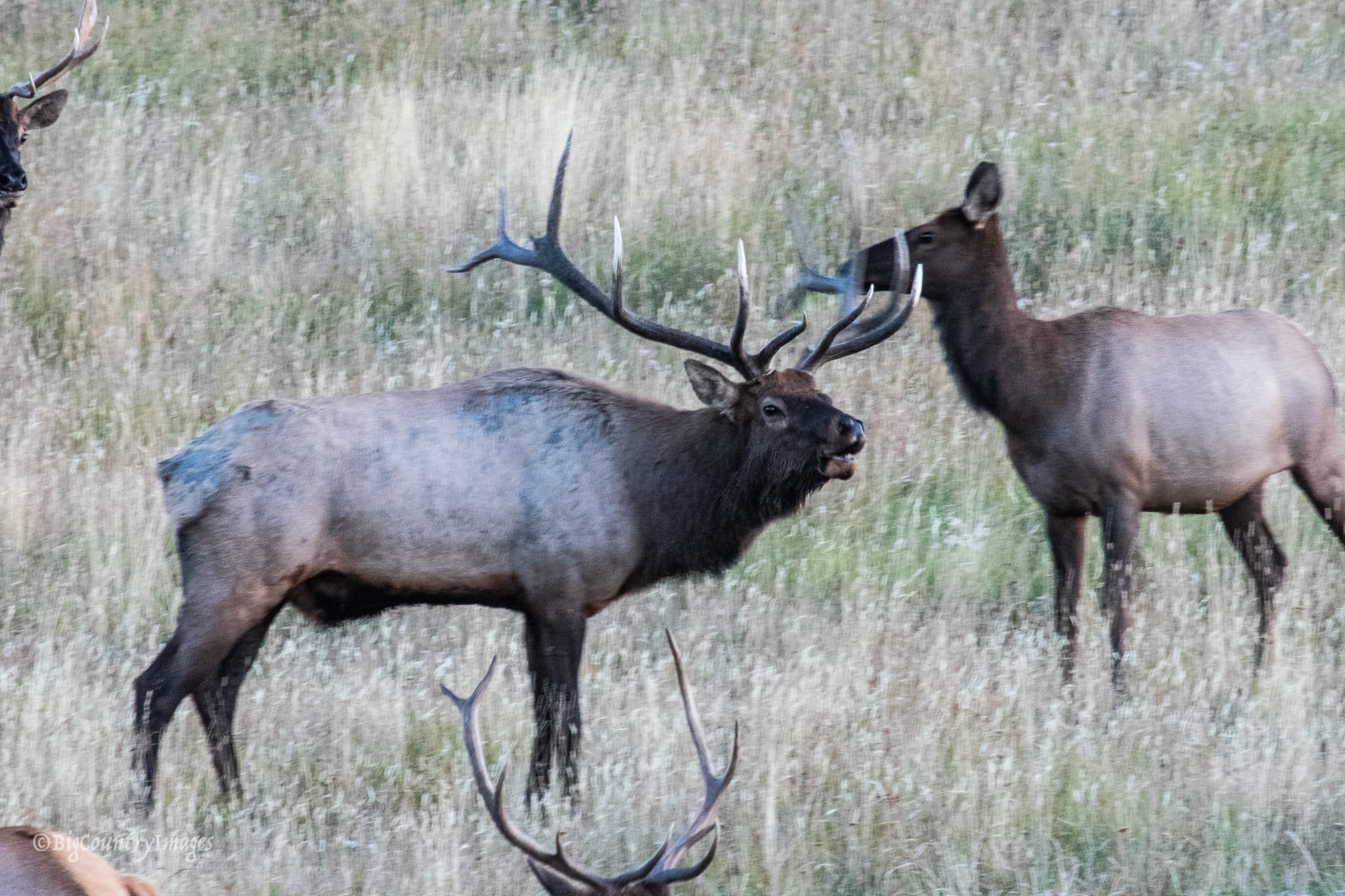 Esper’s Under Wild Skies Outfitters
