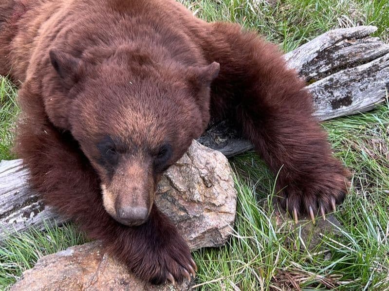 Backcountry Montana Adventures, LLC