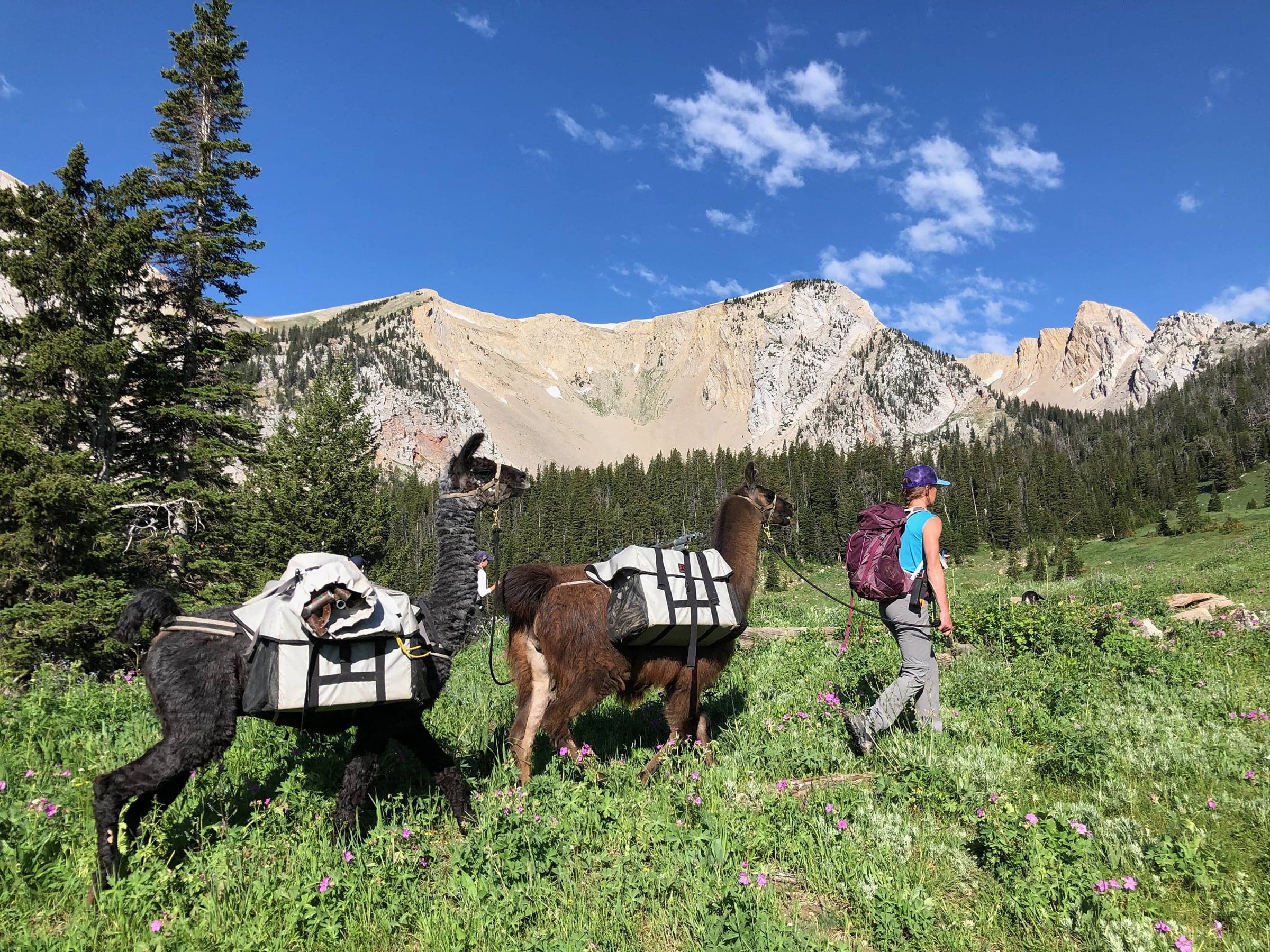 Duenas Ranch and Outfit, LLC dba Montana Llama Guides, dba Pioneer Outfitters