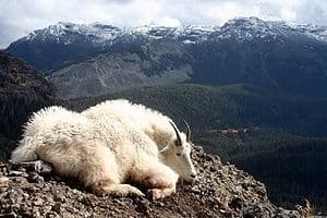 Black Mountain Outfitters, Inc.