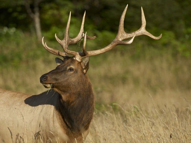 Absaroka Beartooth Outfitters