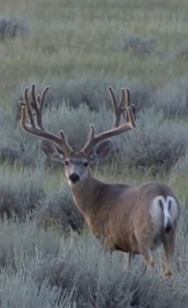 Harris Hunts