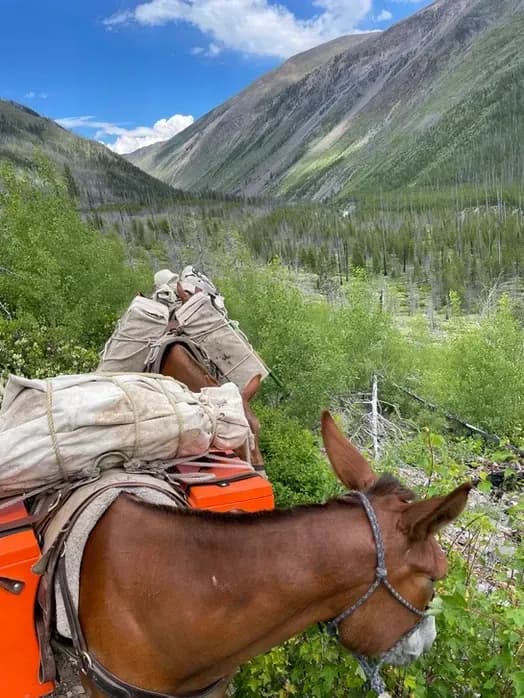 Bob Marshall Wilderness Outfitters