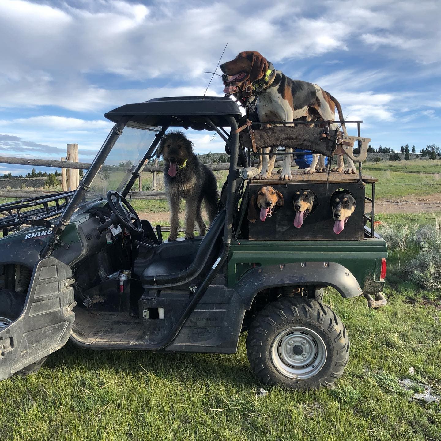 Montana Mountain Lion Adventures