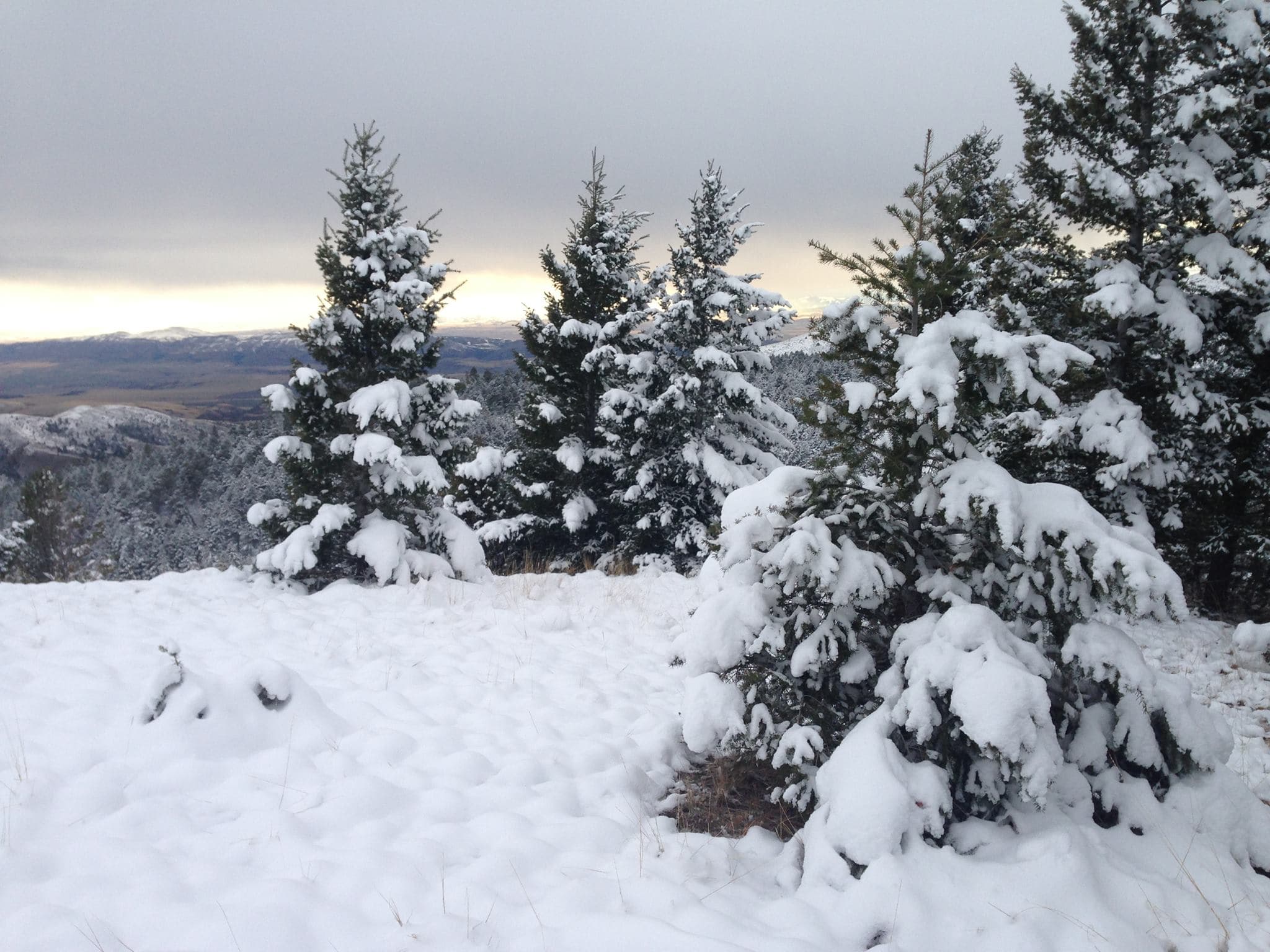 Montana Mountain Lion Adventures