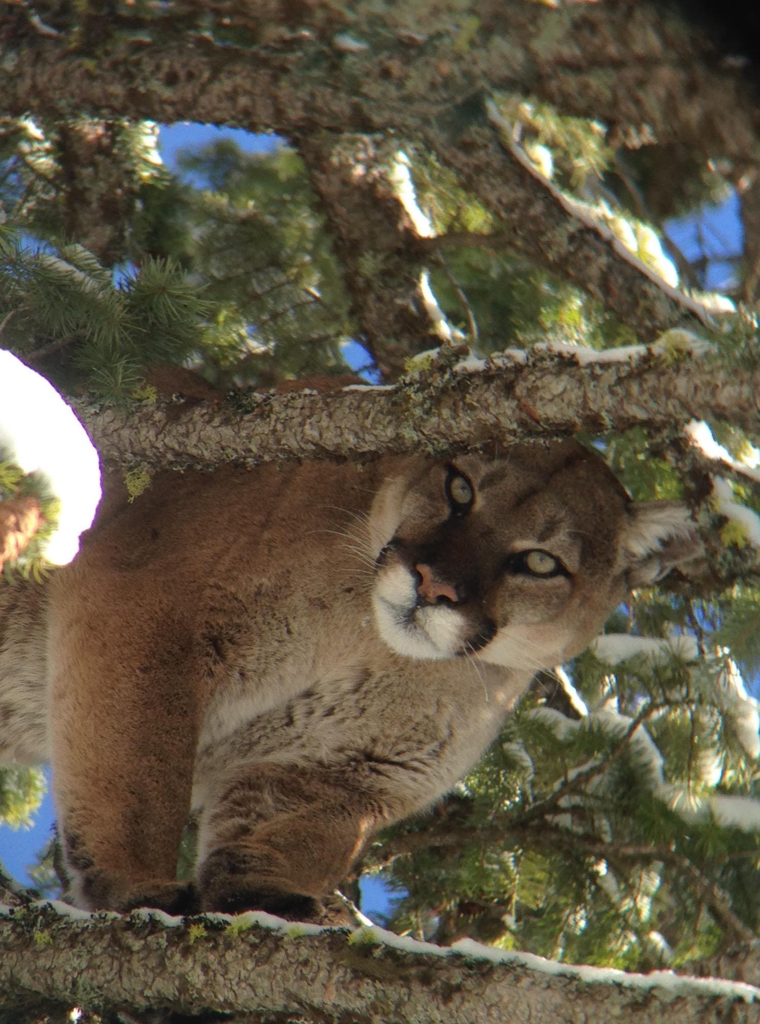 Montana Mountain Lion Adventures