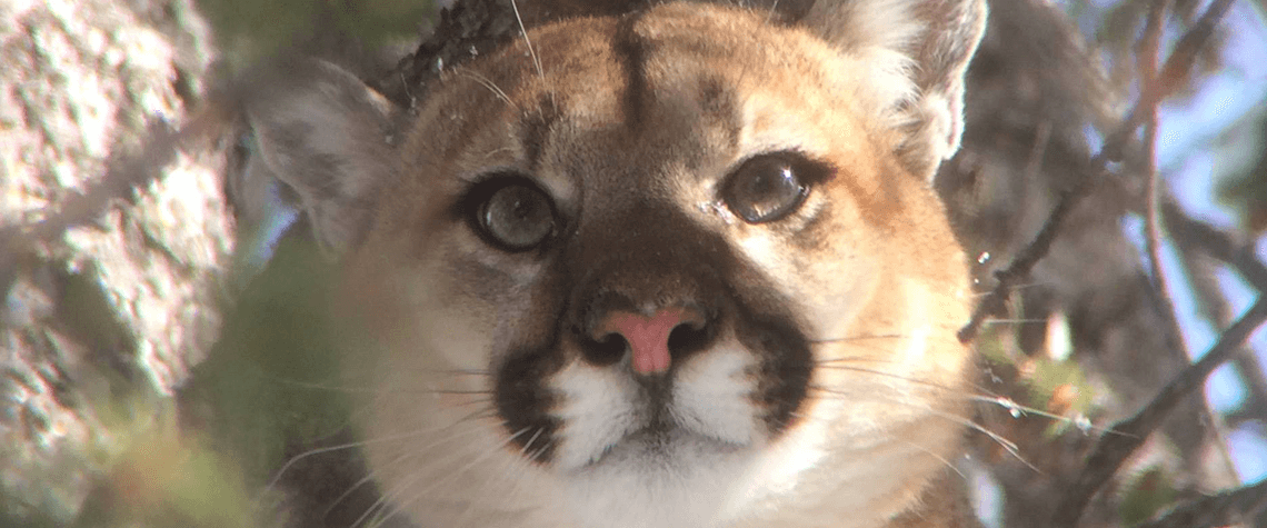 Montana Mountain Lion Adventures