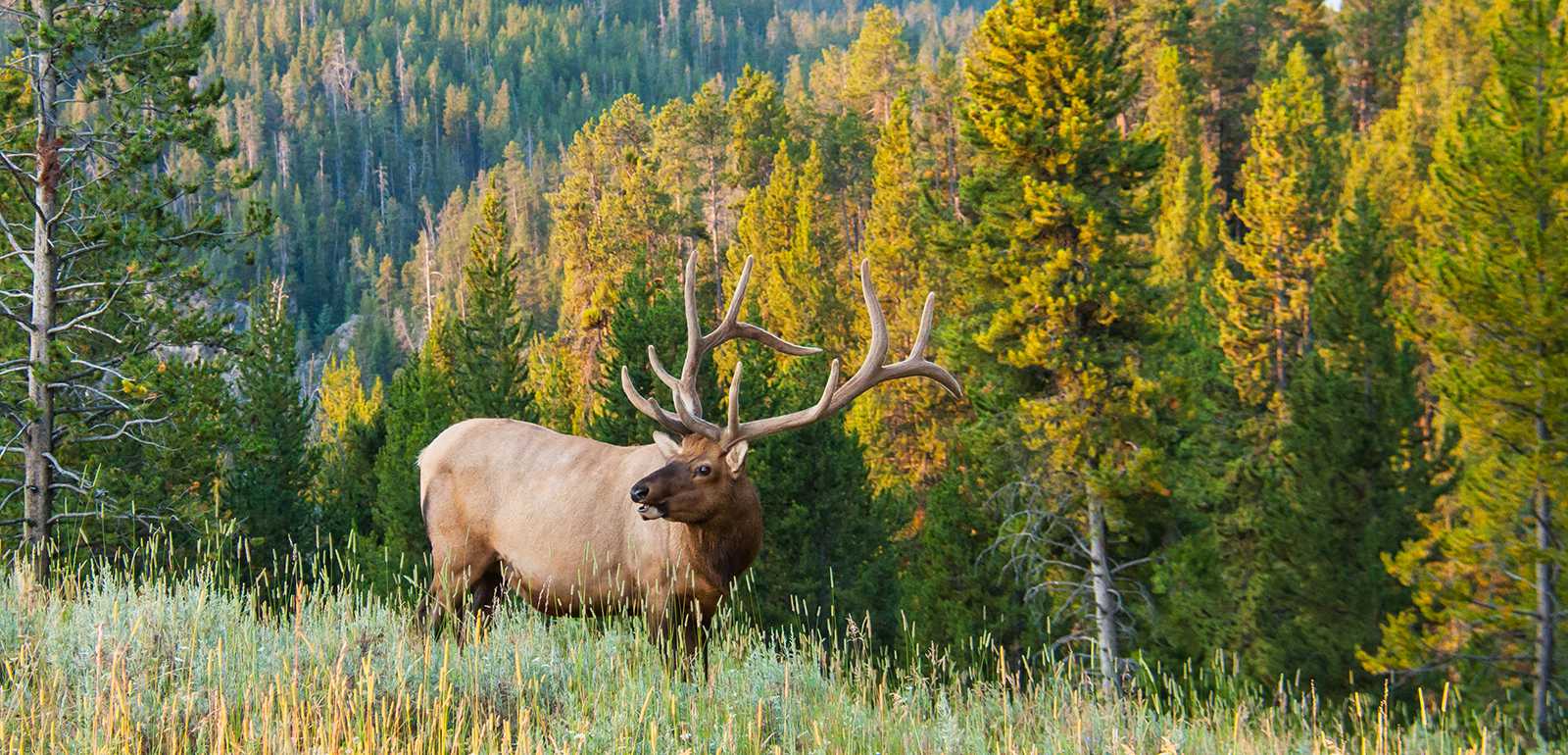 Sage Peak Outfitters