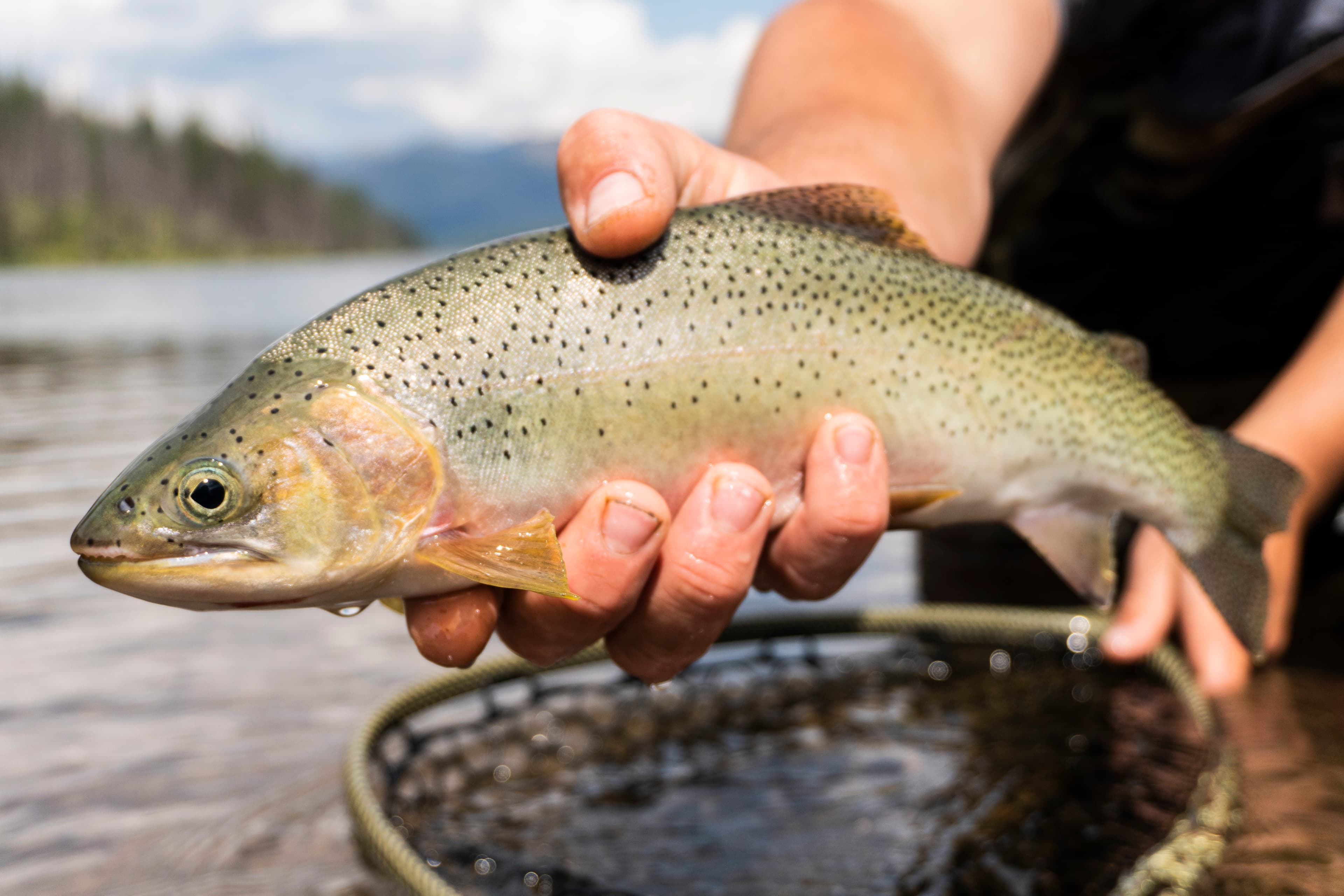 Guided Montana Fishing Trips
