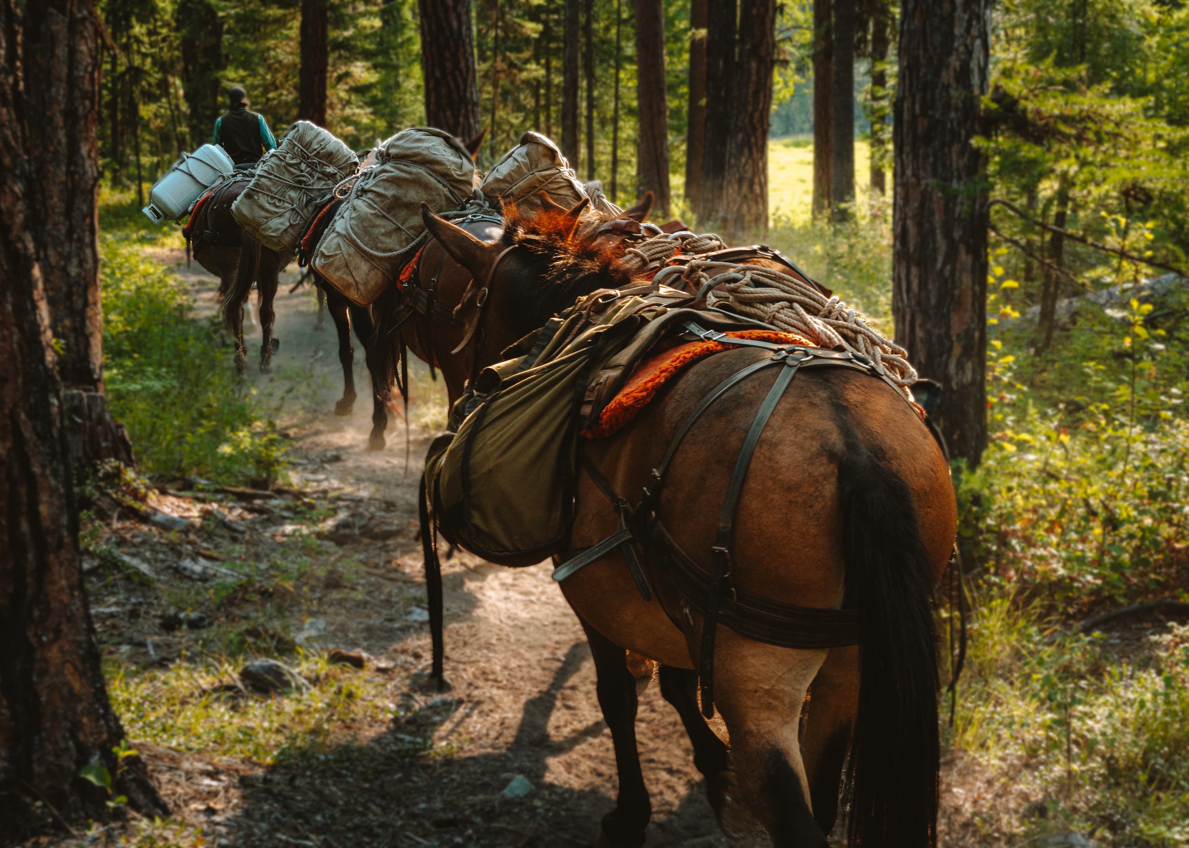 Guided Montana Wilderness Pack Trips