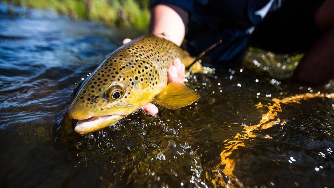 Craig Fellin Outfitters & Big Hole Lodge