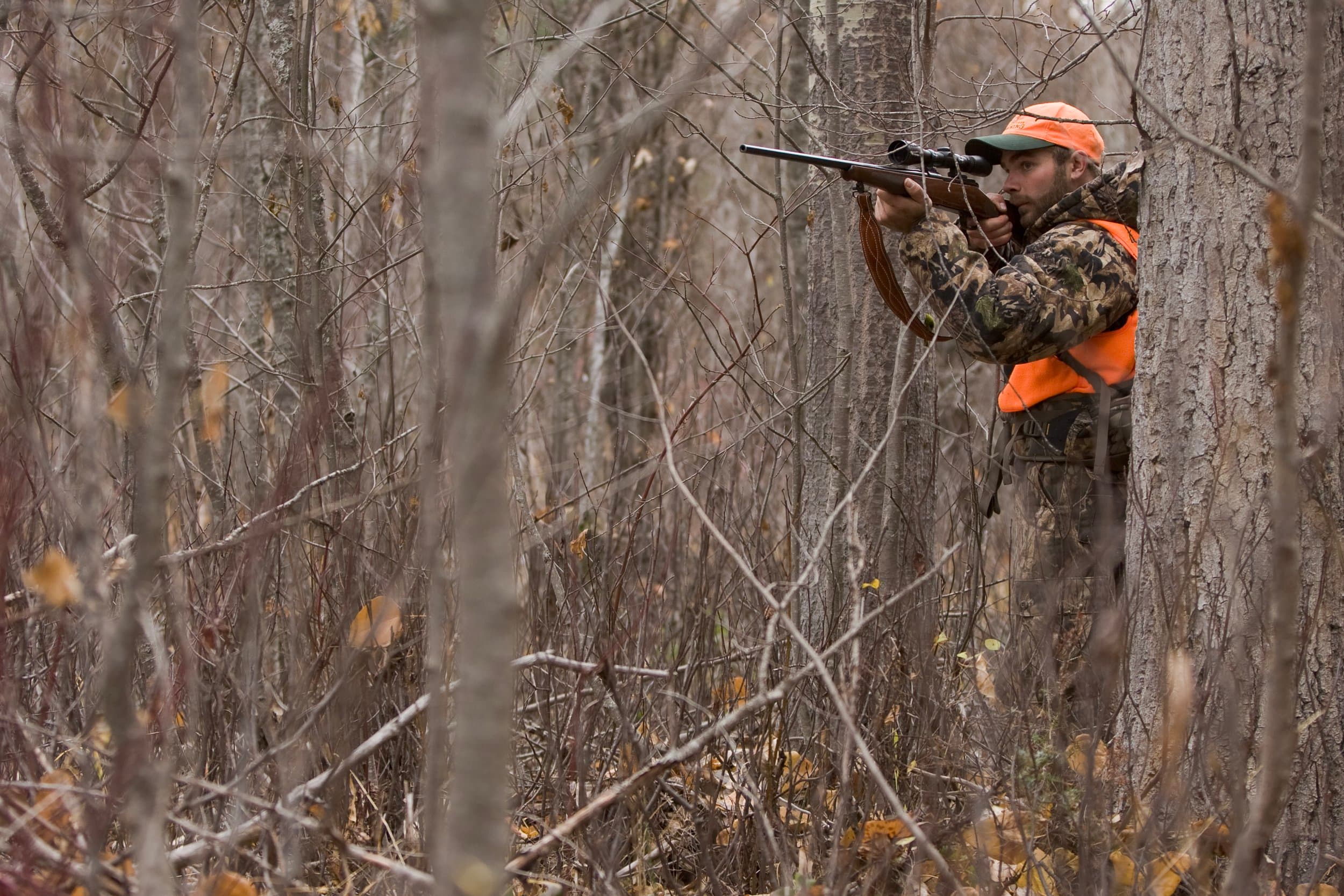 A man in camouflage clothing and an orange hat aiming a rifle while hiding behind a tree in a wooded area.