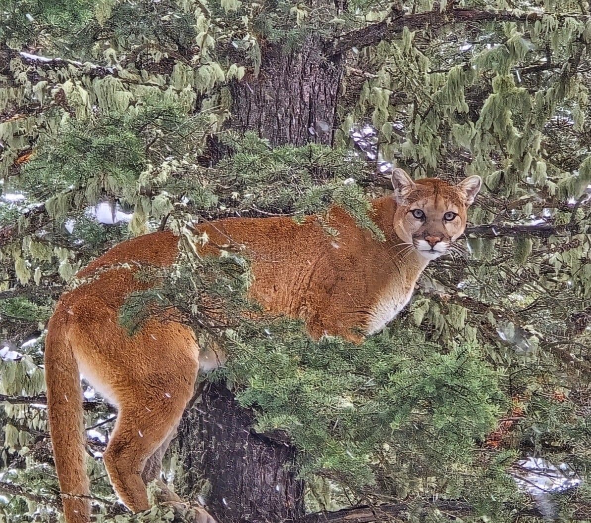 A mountain lion is standing in a tree looking at the camera.