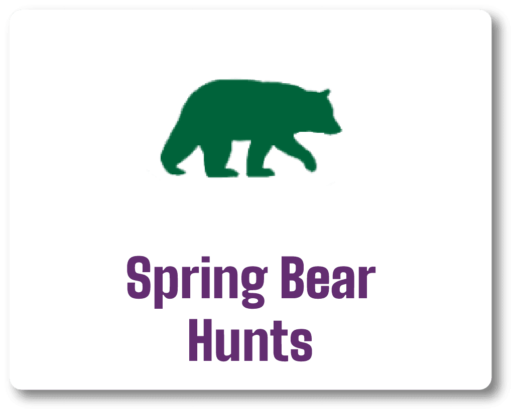 Spring Bear Hunts