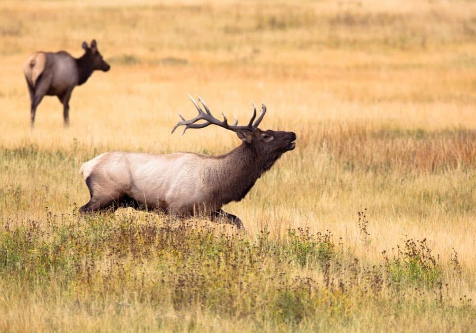 Montana Hunting Fishing Adventures