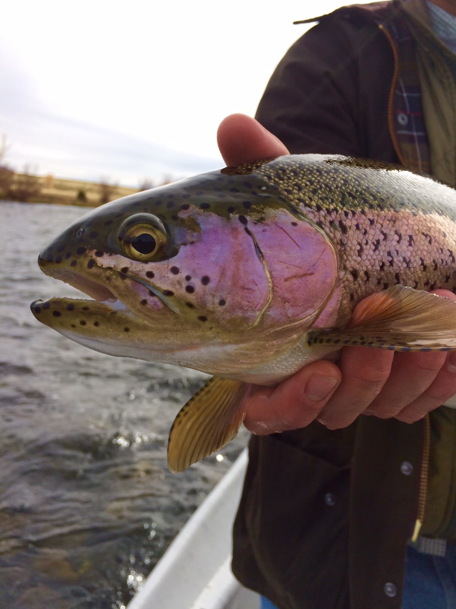 Randy Brown’s Madison Flyfisher