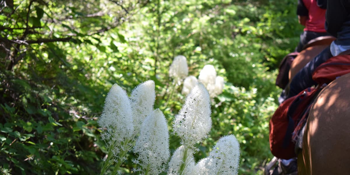 beargrass in bloom