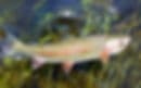Eastslope Outfitters