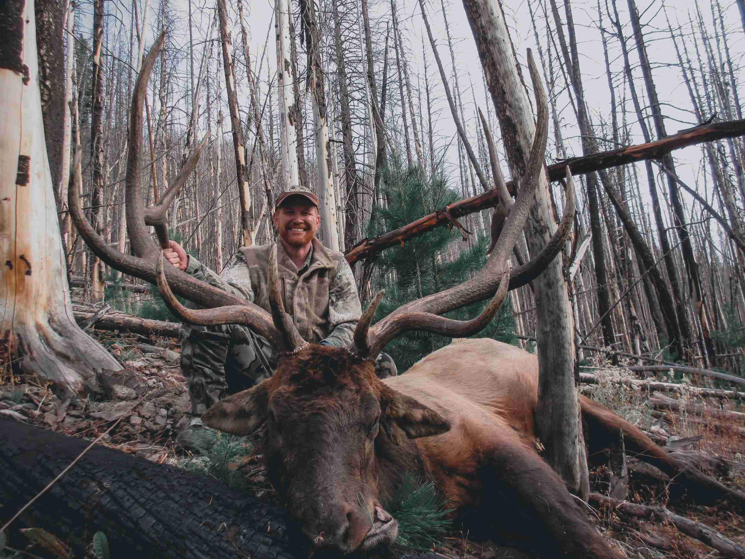 Montana Elk Hunts