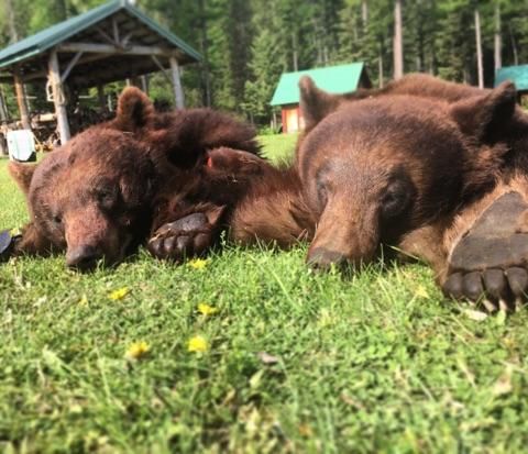 Montana Wilderness Lodge & Outfitting