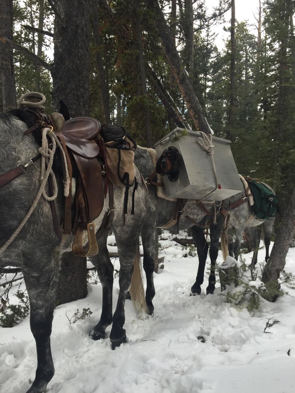 Montana Wilderness Lodge & Outfitting